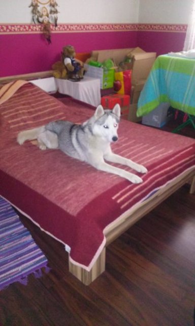 Simba in meinen Bett