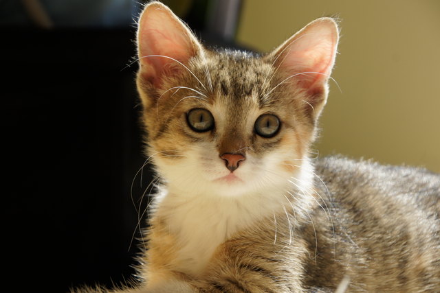 Katzenkind Mona