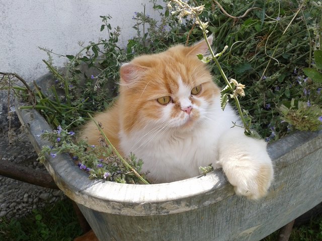 Charlie liebt Katzenminze