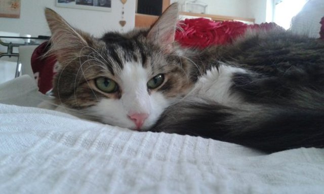Wohnungskater Merlin beim relaxen