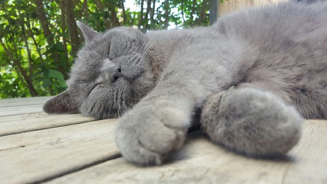 Britisch Kurzhaar Kater Jeremey 14 Jahre alt