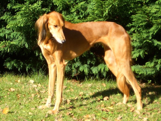 Leyla