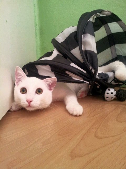 Timo