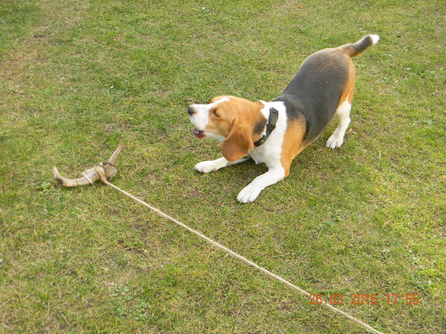 unser verspielter Schmuse-Beagle Amadeus