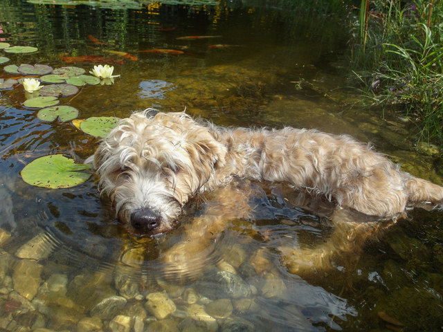 Irish Glen of Imaal Terrier "Bärli"