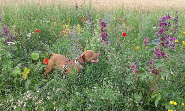 Tristan im Blumenmeer
