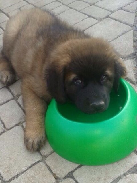 Leonberger Balu ist erschöpft
