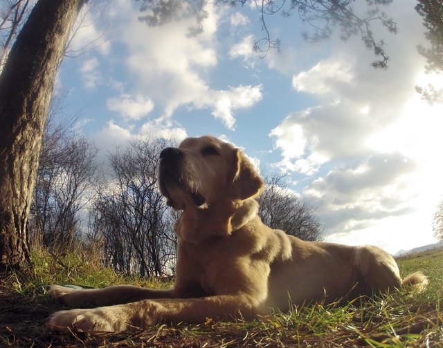 Unser Golden Retriever beim spazieren. Er ist wie ein Familienmitglied und die kinder lieben ihn über alles und da er sehr gerne frißt würde er sich über das Futter sicher freuen
