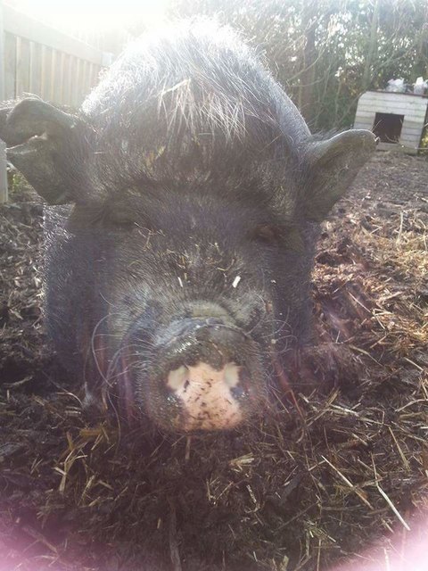 Schwein muss man haben. ..polly meine borstige maus!