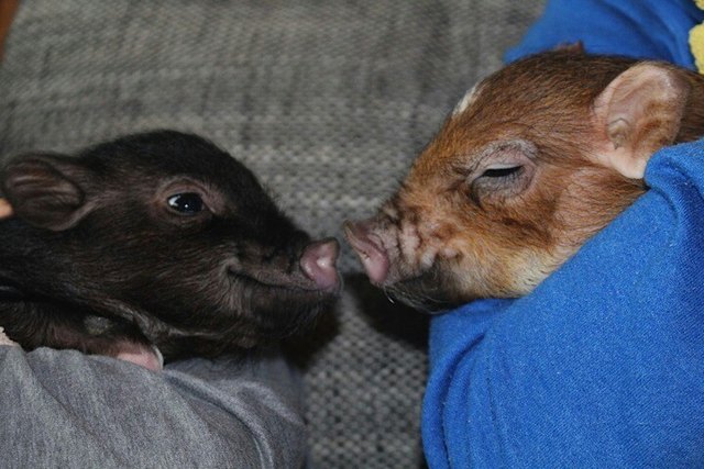Hugo&Rufus