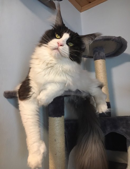 Ivy die süße Maus!