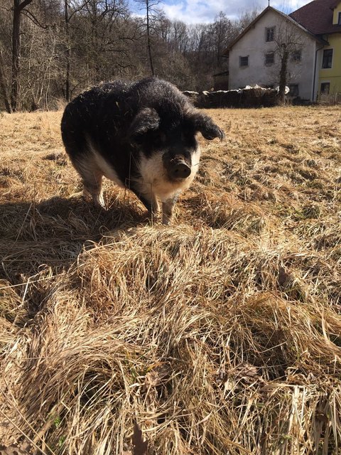 Nuki, das Mangalitza beim Spazierengehen