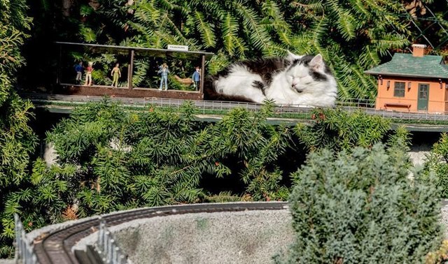 Pauli schaut Eisenbahn