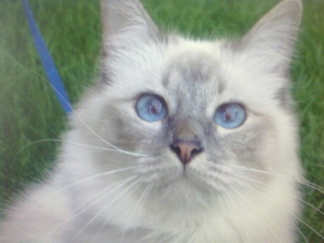Lilly im Garten