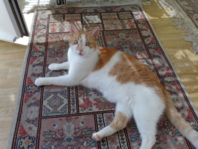 Hallo