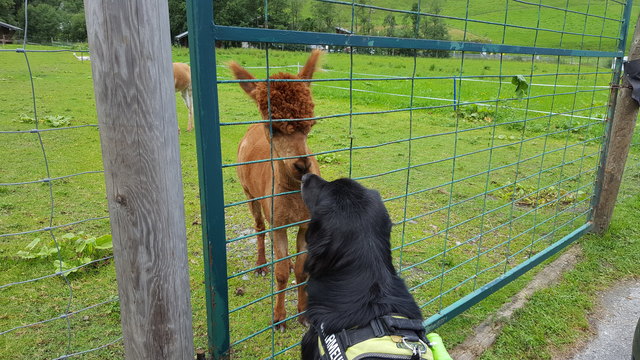 Bootsmann mit neuem Freund