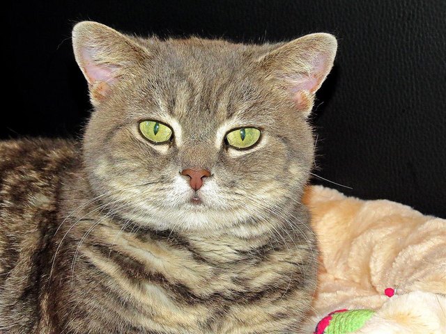 Samira