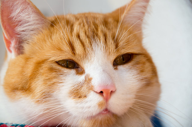 Zimmertiger