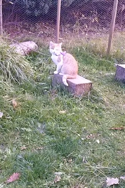 Simba auch mit einem Auge sehr schön