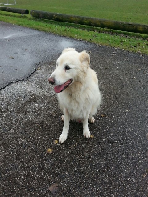 Balu