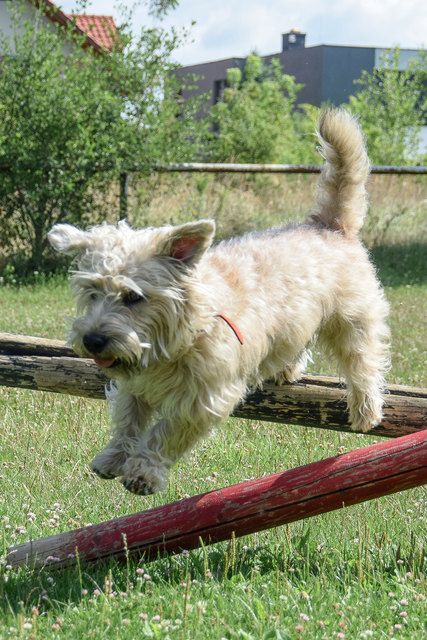 Irish Glen of Imaal Terrier "Bärli"