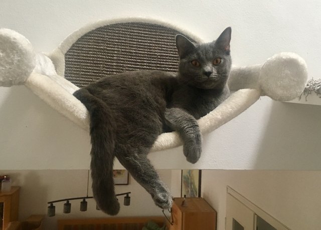 Relaxen in der Hängematte