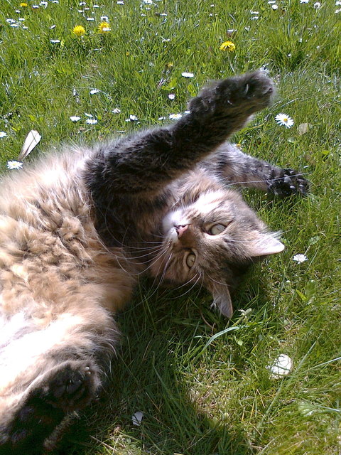Leo beim Sonnenbaden