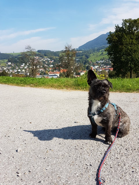 1ohr hund lola ;)