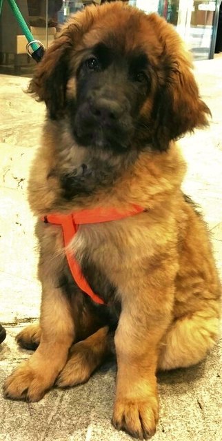 Ari-Lawrence Berger, Liebling im Traisenpark, 15 Wochen alter Leonberger Rüde