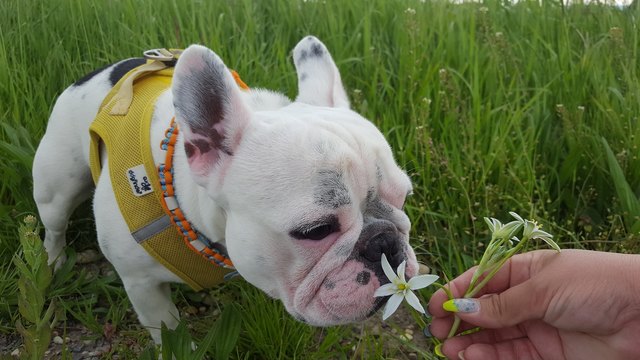 Cooper mit Blümchen