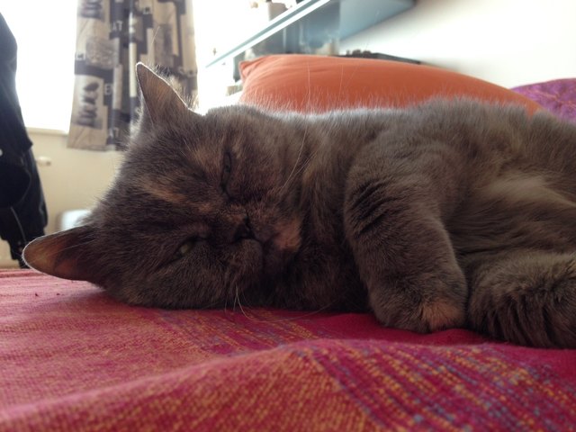 Jessy beim Faulenzen