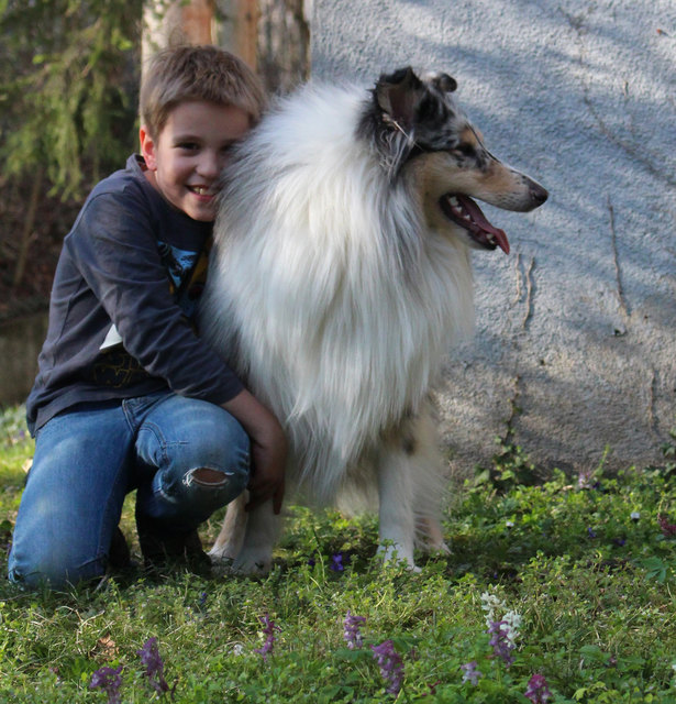 Collie Arktos mit Niki