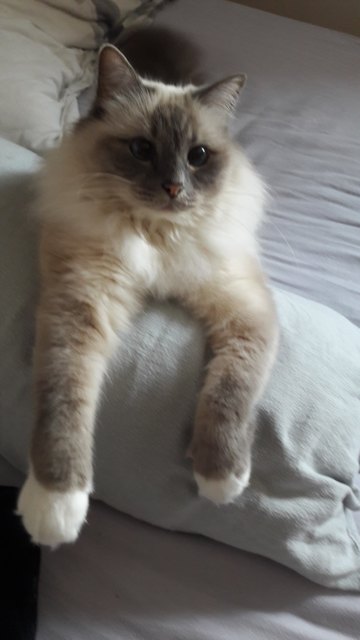 Lilly im Bett