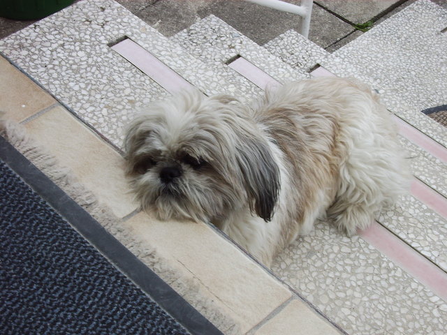 dusty