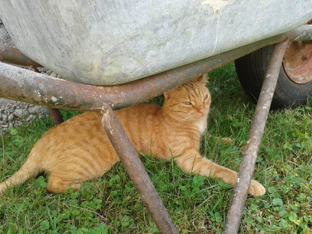 Gina hilft bei der Gartenarbeit