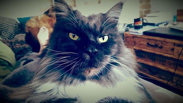 Minoux unsere lady und chefin im haus!