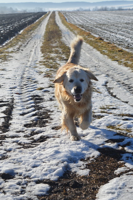 Ein sonniger Wintertag mit unserem Goldie Niki