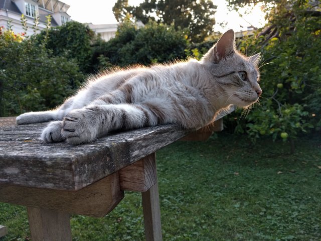 Kater Moritz am Sprung