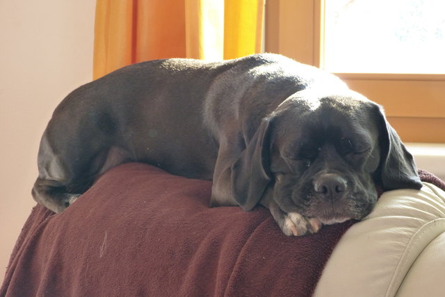 Ein Schläfchen in der Sonne