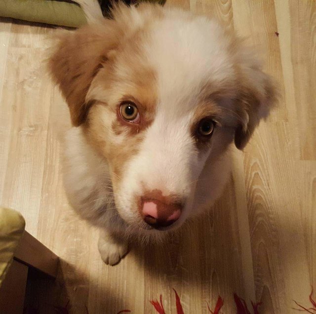 Merlin ❤