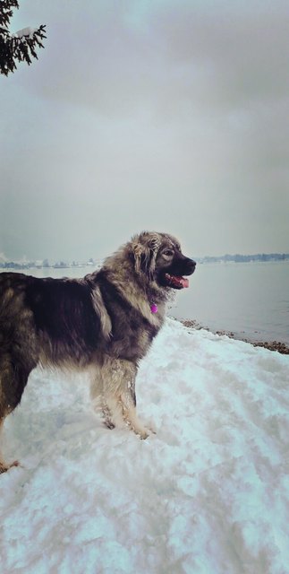 Otto