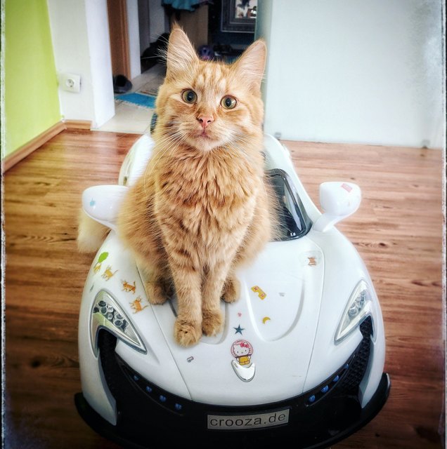 just cruizin'... Mango unterwegs im/am Elektro-Cabrio