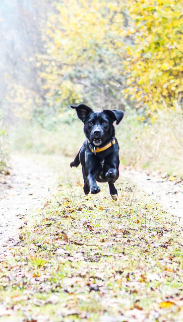 unsere Lexi hat nur Hunger auf gutes/spezielles Futter, deshalb wäre so ein Gewinn natürlich super!!außerdem ist sie eh viel zu dünn ;)