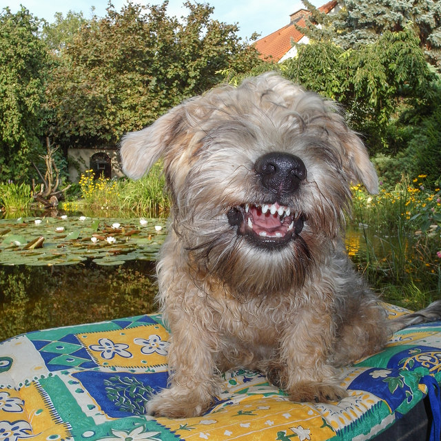 "Hihi" Irish Glen of Imaal Terrier "Bärli"