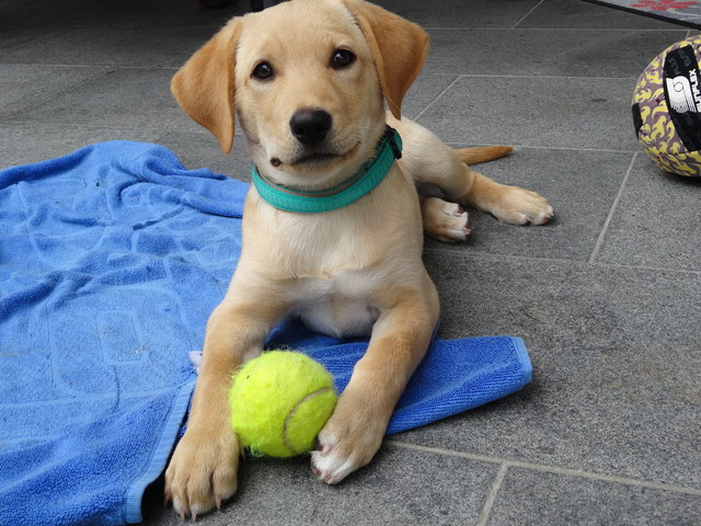 Unsere Sunny - unser kleiner Sonnenschein :) Sie ist 1,5 Jahre alt und ein richtiges Familienmitglied!