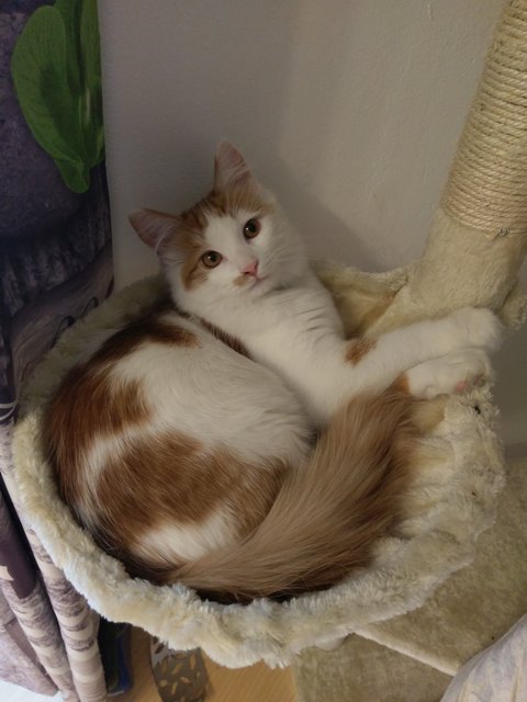 Benji