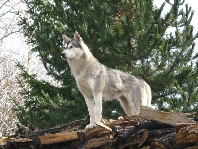 Kimba