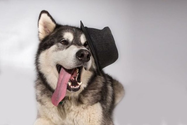 Balou der "Bär" mit Hut :-)