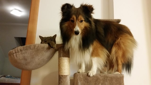 Shiva und Kenai