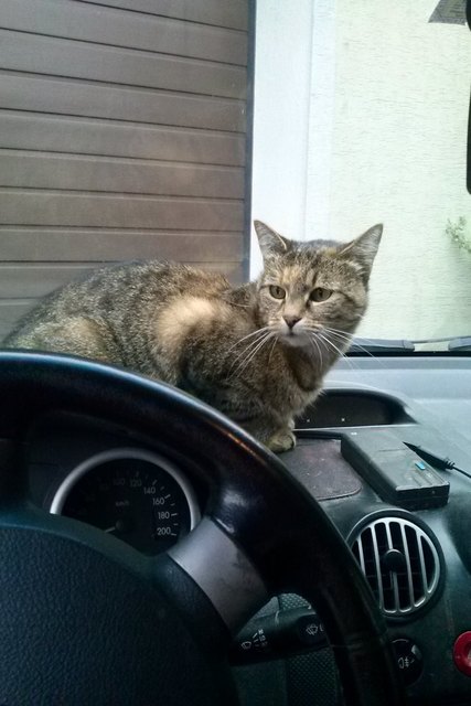 Auto fahren ist cool.